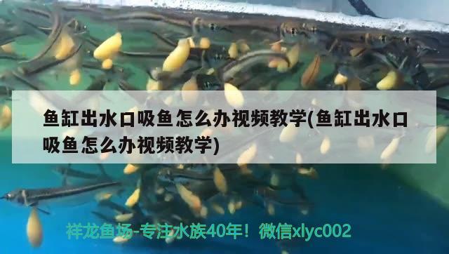 魚缸出水口吸魚怎么辦視頻教學(xué)(魚缸出水口吸魚怎么辦視頻教學(xué)) 祥龍魚場(chǎng)其他產(chǎn)品