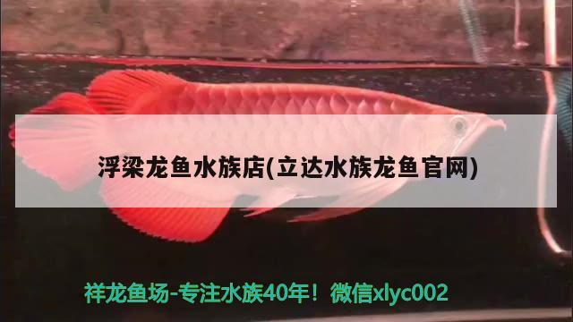 浮梁龍魚水族店(立達(dá)水族龍魚官網(wǎng)) B級(jí)過背金龍魚