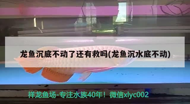 龍魚沉底不動了還有救嗎(龍魚沉水底不動) 黑帝王魟魚