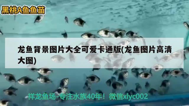 龍魚背景圖片大全可愛卡通版(龍魚圖片高清大圖) 朱巴利魚