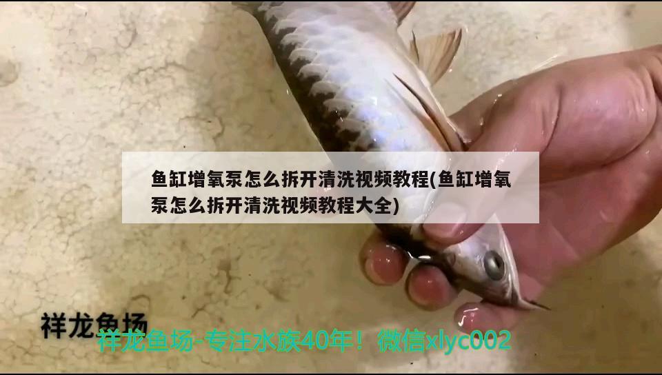 魚缸增氧泵怎么拆開清洗視頻教程(魚缸增氧泵怎么拆開清洗視頻教程大全) 賽級(jí)紅龍魚