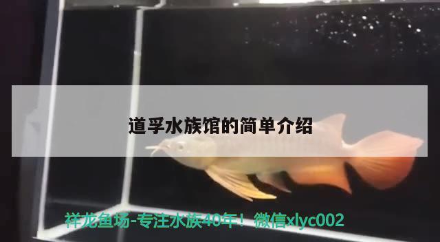 道孚水族館的簡(jiǎn)單介紹 祥龍金禾金龍魚(yú)