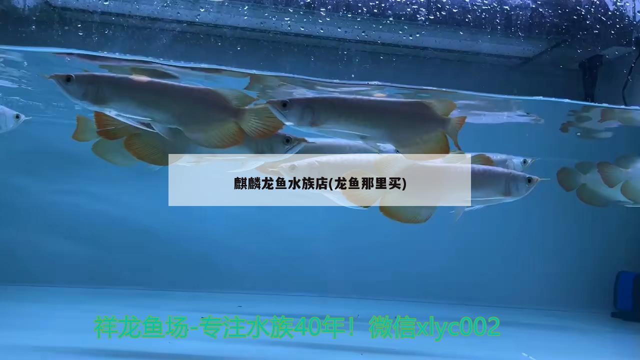 麒麟龍魚水族店(龍魚那里買) B級(jí)過(guò)背金龍魚