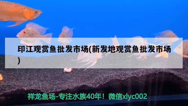 印江觀賞魚批發(fā)市場(chǎng)(新發(fā)地觀賞魚批發(fā)市場(chǎng)) 觀賞魚批發(fā)