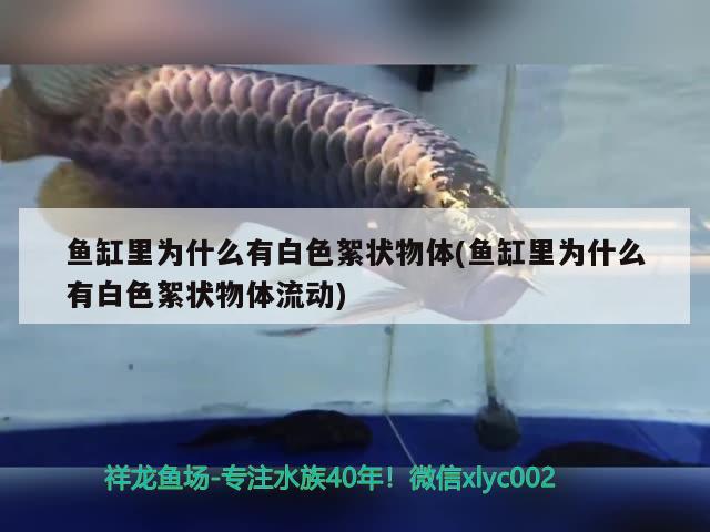 魚缸里為什么有白色絮狀物體(魚缸里為什么有白色絮狀物體流動) 黃寬帶蝴蝶魚