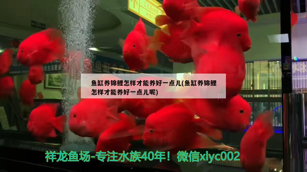 魚(yú)缸養(yǎng)錦鯉怎樣才能養(yǎng)好一點(diǎn)兒(魚(yú)缸養(yǎng)錦鯉怎樣才能養(yǎng)好一點(diǎn)兒呢) 祥龍水族濾材/器材