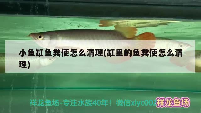 小魚缸魚糞便怎么清理(缸里的魚糞便怎么清理)