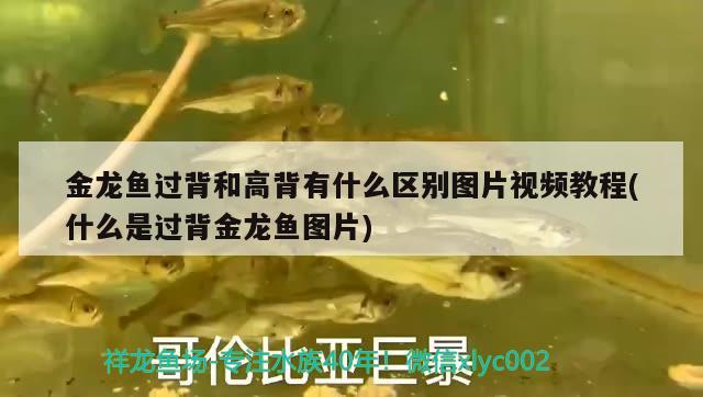 金龍魚過背和高背有什么區(qū)別圖片視頻教程(什么是過背金龍魚圖片) 過背金龍魚