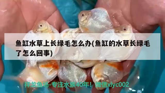 魚缸水草上長綠毛怎么辦(魚缸的水草長綠毛了怎么回事) 水草