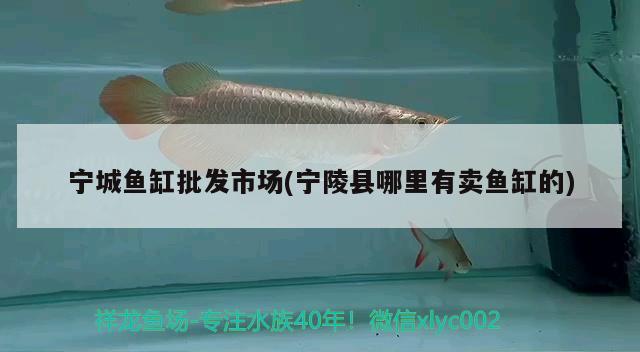 寧城魚(yú)缸批發(fā)市場(chǎng)(寧陵縣哪里有賣(mài)魚(yú)缸的)