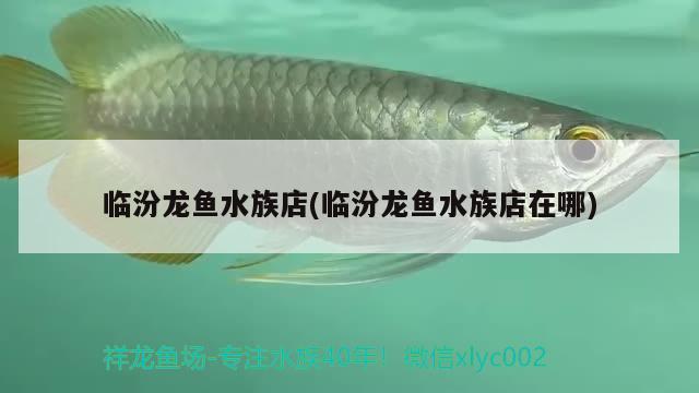 臨汾龍魚水族店(臨汾龍魚水族店在哪)