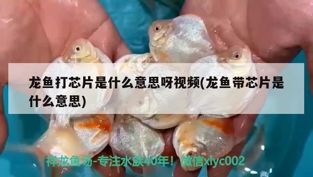 龍魚打芯片是什么意思呀視頻(龍魚帶芯片是什么意思) 祥龍水族護理水