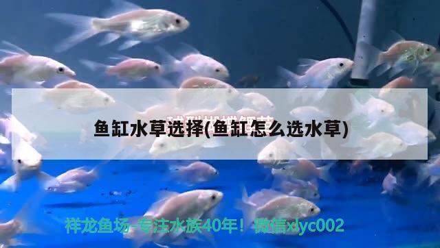 魚缸水草選擇(魚缸怎么選水草)