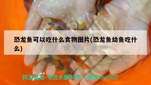 恐龍魚可以吃什么食物圖片(恐龍魚幼魚吃什么)