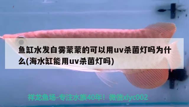 魚(yú)缸水發(fā)白霧蒙蒙的可以用uv殺菌燈嗎為什么(海水缸能用uv殺菌燈嗎) 祥龍魚(yú)場(chǎng)品牌產(chǎn)品