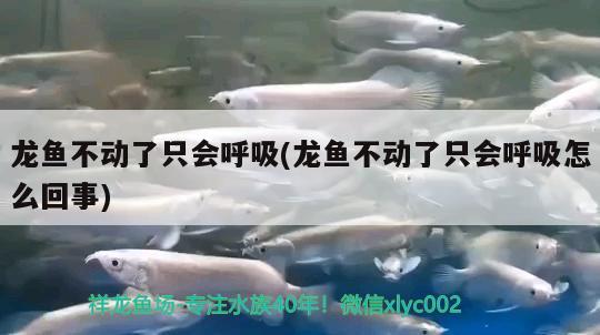 龍魚不動了只會呼吸(龍魚不動了只會呼吸怎么回事) 祥龍金禾金龍魚