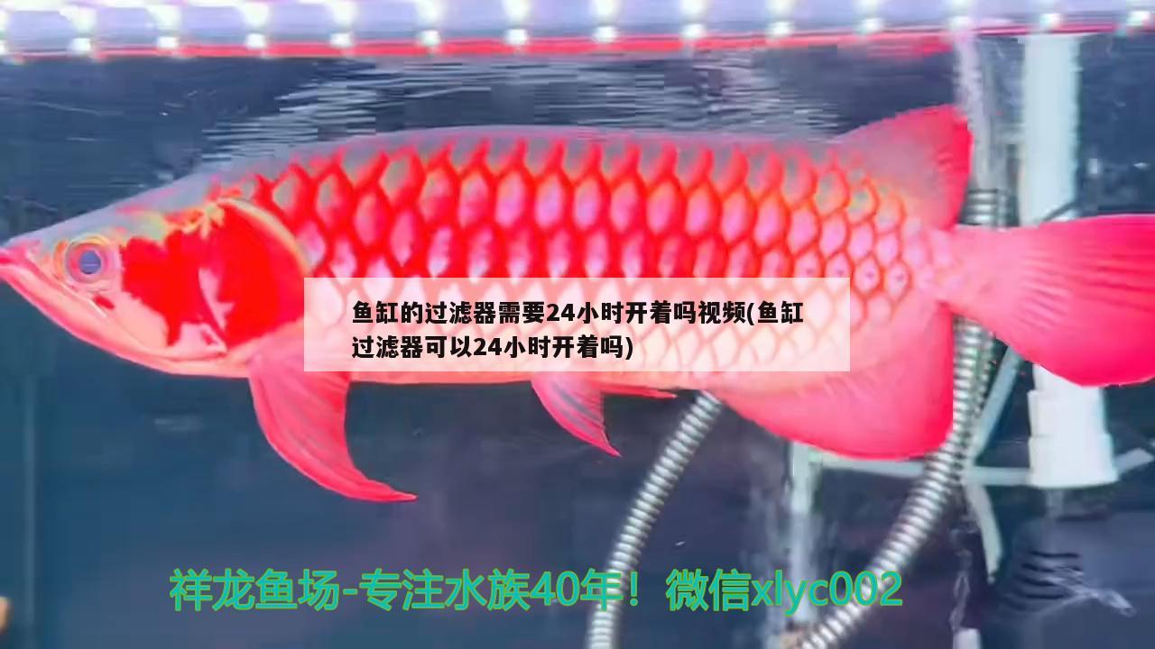 魚缸的過(guò)濾器需要24小時(shí)開(kāi)著嗎視頻(魚缸過(guò)濾器可以24小時(shí)開(kāi)著嗎) 奈及利亞紅圓點(diǎn)狗頭