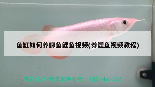 魚(yú)缸如何養(yǎng)鯽魚(yú)鯉魚(yú)視頻(養(yǎng)鯉魚(yú)視頻教程) 玫瑰銀版魚(yú)