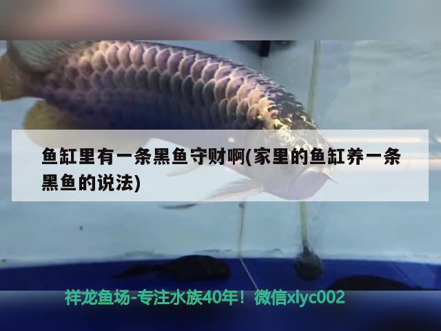 魚(yú)缸里有一條黑魚(yú)守財(cái)啊(家里的魚(yú)缸養(yǎng)一條黑魚(yú)的說(shuō)法) 大白鯊魚(yú)