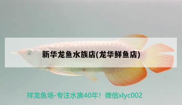 新華龍魚水族店(龍華鮮魚店) 虎魚魚苗