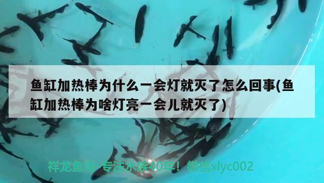 魚缸加熱棒為什么一會(huì)燈就滅了怎么回事(魚缸加熱棒為啥燈亮一會(huì)兒就滅了) 祥龍魚場(chǎng)其他產(chǎn)品