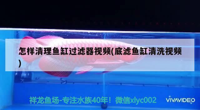 怎樣清理魚缸過濾器視頻(底濾魚缸清洗視頻) 銀古魚苗