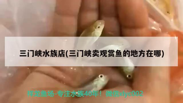 三門峽水族店(三門峽賣觀賞魚的地方在哪) 金龍福龍魚