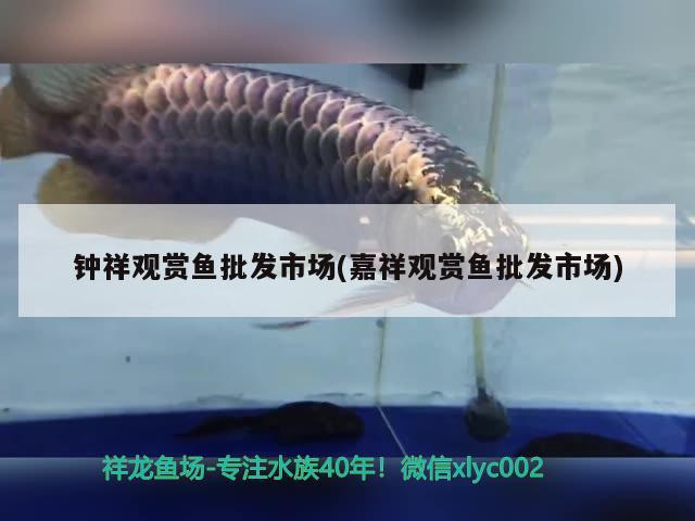 鐘祥觀賞魚(yú)批發(fā)市場(chǎng)(嘉祥觀賞魚(yú)批發(fā)市場(chǎng))