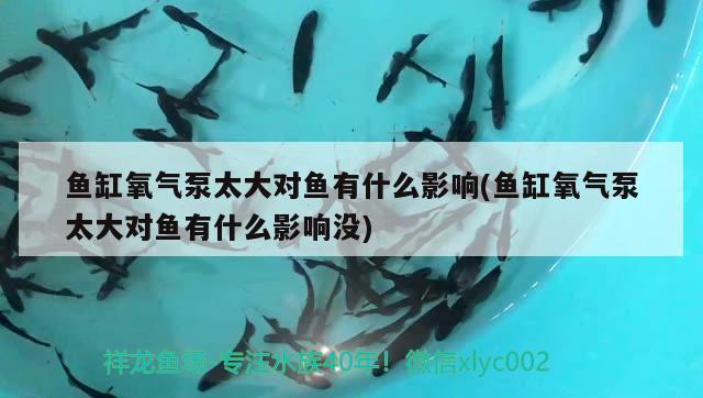 魚缸氧氣泵太大對魚有什么影響(魚缸氧氣泵太大對魚有什么影響沒) 紅尾平克魚