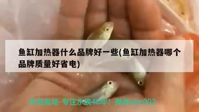 魚缸加熱器什么品牌好一些(魚缸加熱器哪個(gè)品牌質(zhì)量好省電) 三間鼠魚