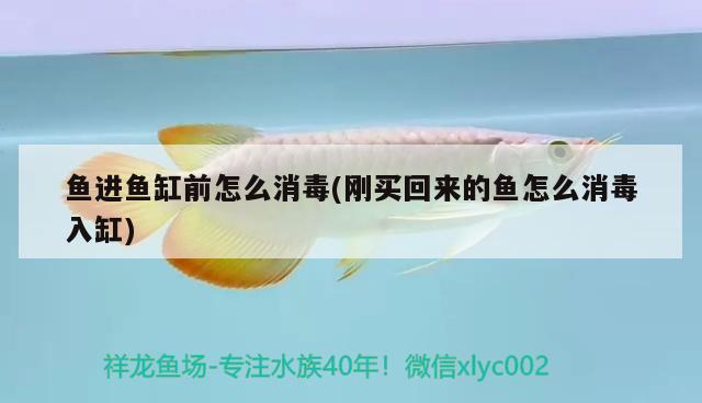 魚進魚缸前怎么消毒(剛買回來的魚怎么消毒入缸)