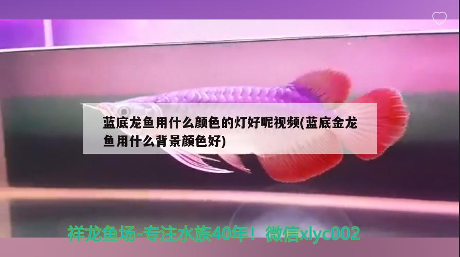 藍底龍魚用什么顏色的燈好呢視頻(藍底金龍魚用什么背景顏色好) 祥龍金禾金龍魚