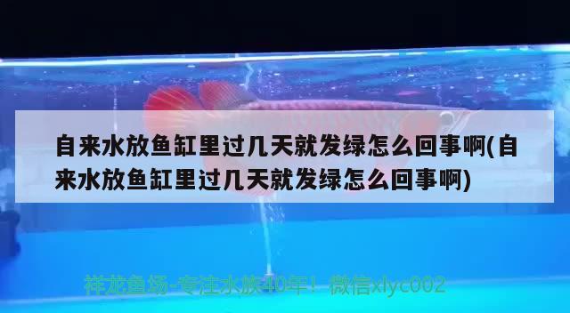 自來水放魚缸里過幾天就發(fā)綠怎么回事啊(自來水放魚缸里過幾天就發(fā)綠怎么回事啊) 巴西亞魚苗