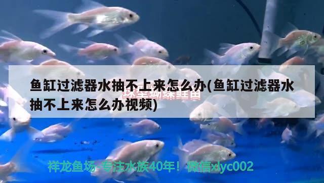 魚(yú)缸過(guò)濾器水抽不上來(lái)怎么辦(魚(yú)缸過(guò)濾器水抽不上來(lái)怎么辦視頻) 泰龐海蓮魚(yú)