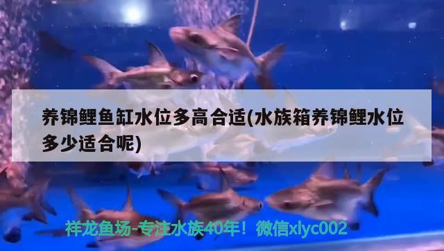 養(yǎng)錦鯉魚缸水位多高合適(水族箱養(yǎng)錦鯉水位多少適合呢) 魚缸/水族箱