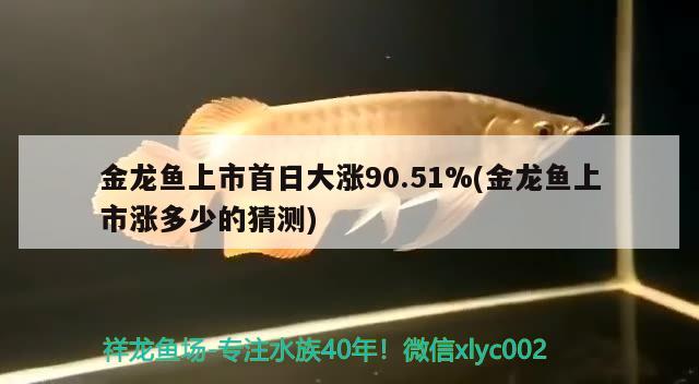 金龍魚上市首日大漲90.51%(金龍魚上市漲多少的猜測) 廣州觀賞魚魚苗批發(fā)市場