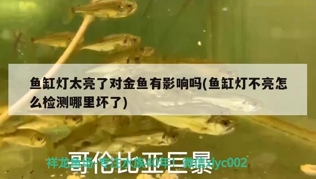 魚缸燈太亮了對金魚有影響嗎(魚缸燈不亮怎么檢測哪里壞了) 粗線銀版魚