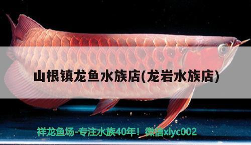 山根鎮(zhèn)龍魚水族店(龍巖水族店) 七彩神仙魚