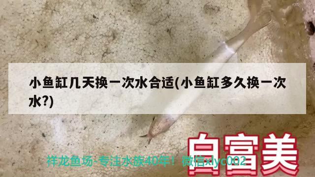 小魚缸幾天換一次水合適(小魚缸多久換一次水?) 帝王迷宮