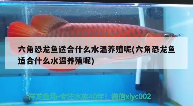 六角恐龍魚適合什么水溫養(yǎng)殖呢(六角恐龍魚適合什么水溫養(yǎng)殖呢) 廣州水族批發(fā)市場