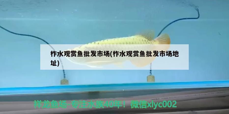 柞水觀賞魚批發(fā)市場(柞水觀賞魚批發(fā)市場地址) 觀賞魚批發(fā)