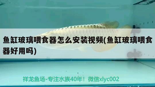 魚(yú)缸玻璃喂食器怎么安裝視頻(魚(yú)缸玻璃喂食器好用嗎)