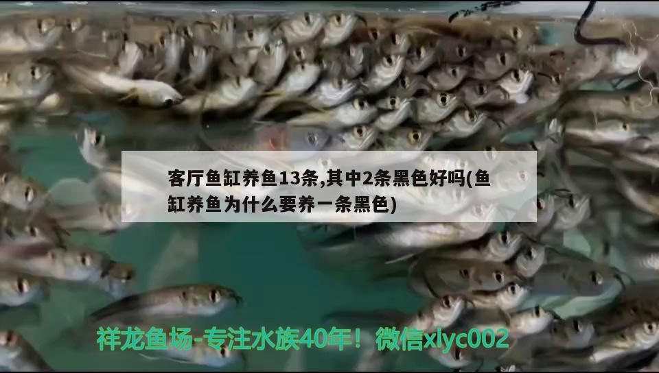 客廳魚缸養(yǎng)魚13條,其中2條黑色好嗎(魚缸養(yǎng)魚為什么要養(yǎng)一條黑色)