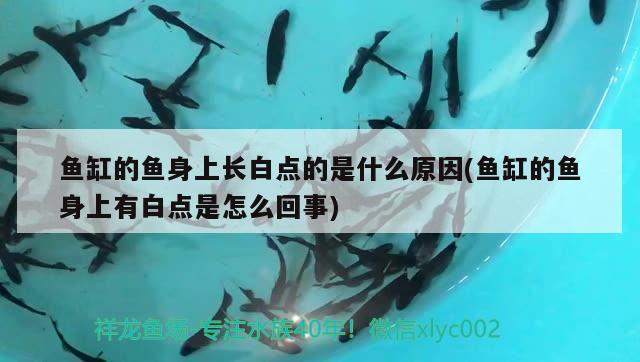 魚缸的魚身上長白點(diǎn)的是什么原因(魚缸的魚身上有白點(diǎn)是怎么回事) 細(xì)線銀板魚苗