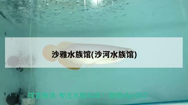 沙雅水族館(沙河水族館) 狗仔招財(cái)貓魚(yú)