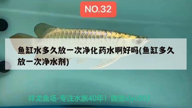 魚缸水多久放一次凈化藥水啊好嗎(魚缸多久放一次凈水劑) 虎魚魚苗