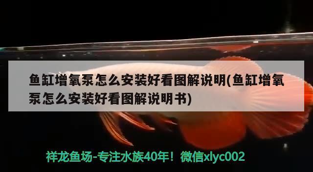 魚缸增氧泵怎么安裝好看圖解說明(魚缸增氧泵怎么安裝好看圖解說明書) 委內瑞拉奧里諾三間魚