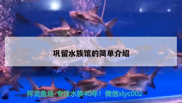 鞏留水族館的簡單介紹 朱巴利魚 第3張