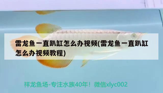 雷龍魚一直趴缸怎么辦視頻(雷龍魚一直趴缸怎么辦視頻教程) 申古銀版魚