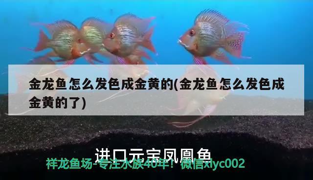 金龍魚怎么發(fā)色成金黃的(金龍魚怎么發(fā)色成金黃的了)